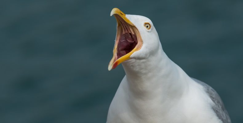 Schreiende Möwe als Symbolbild für Heiserkeit nach dem Gesang